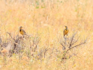 Western meadowlarks- Jim ginns-